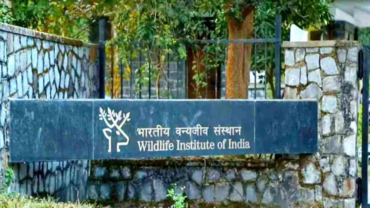 Wildlife Institute Dehradun Vacancy 2024